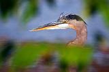 Heron Head_26004